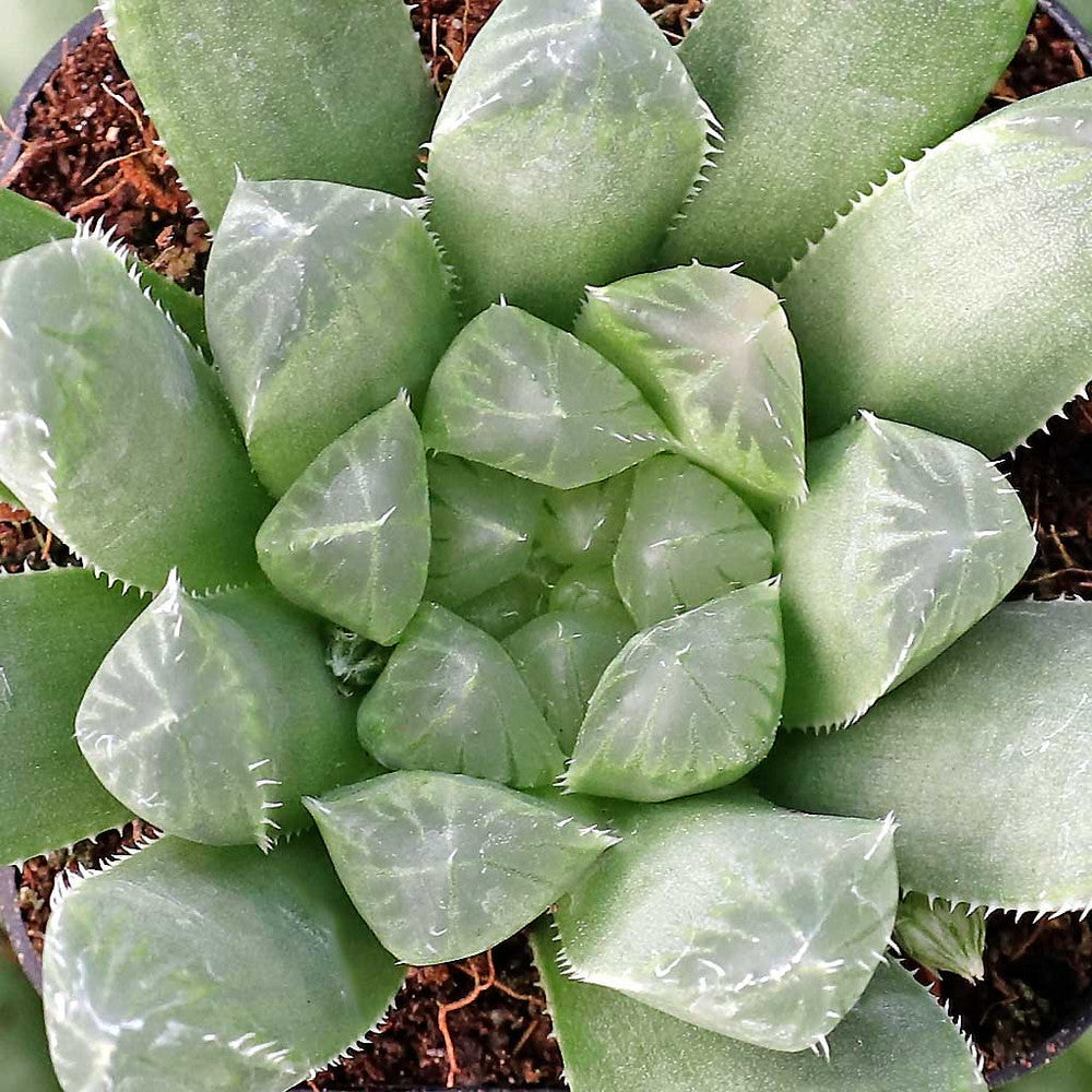 Haworthia cooperi var. dielsiana