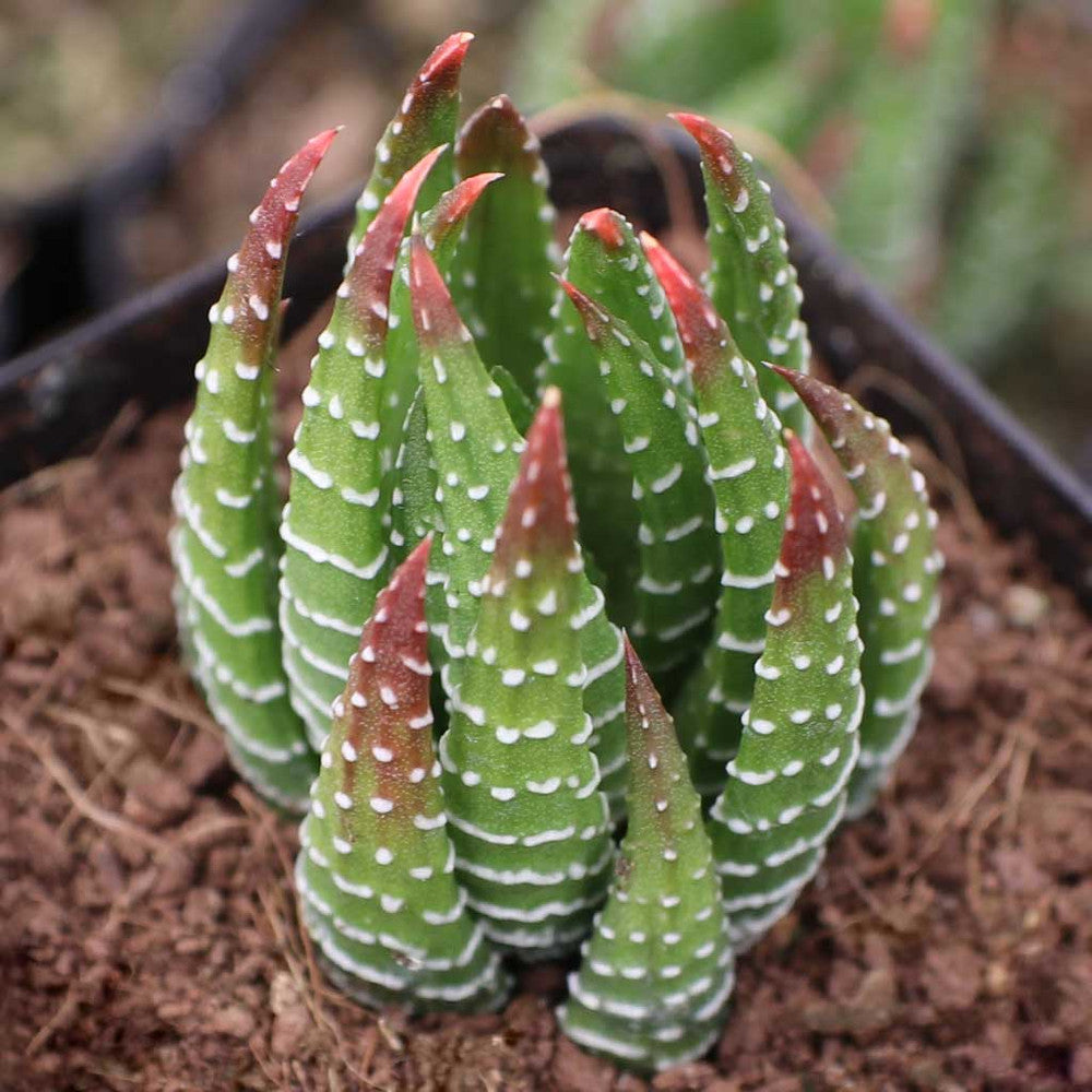 Haworthia reinwardtii