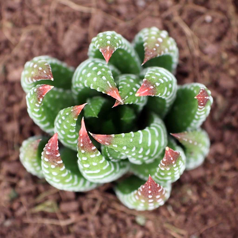 Haworthia reinwardtii