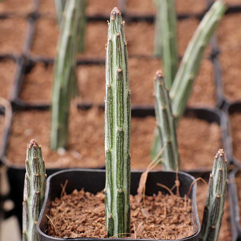Senecio stapeliiformis - Candle Stick