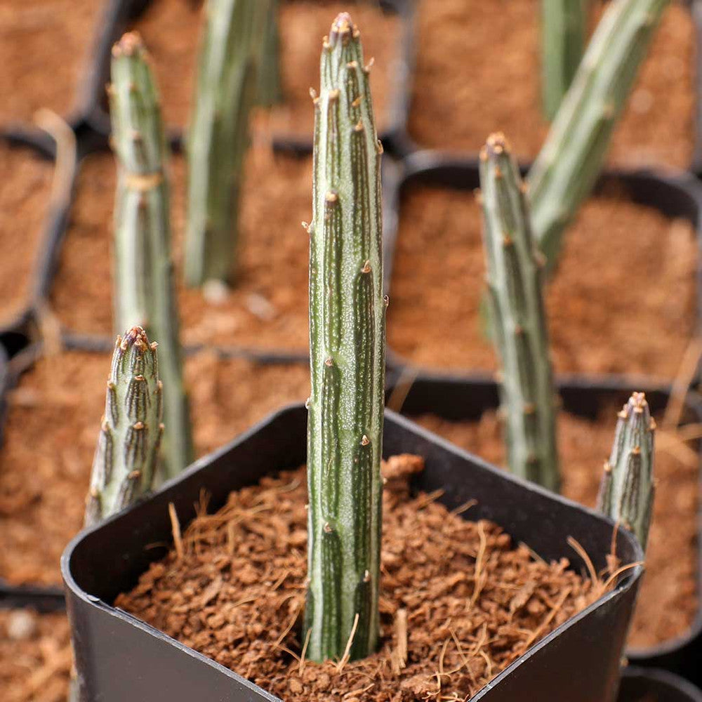Senecio stapeliiformis - Candle Stick