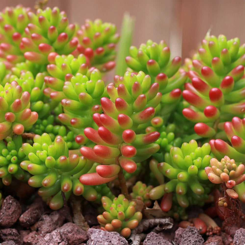 Sedum rubrotinctum - Jelly Bean