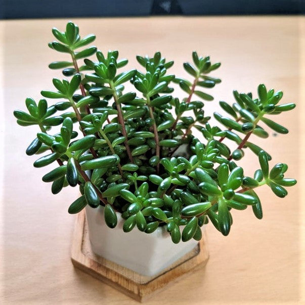 Sedum rubrotinctum - Jelly Bean