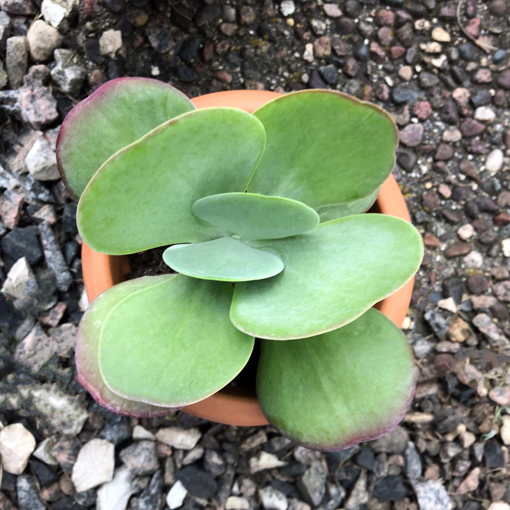Kalanchoe luciae - Paddle Plant (Flapjacks)