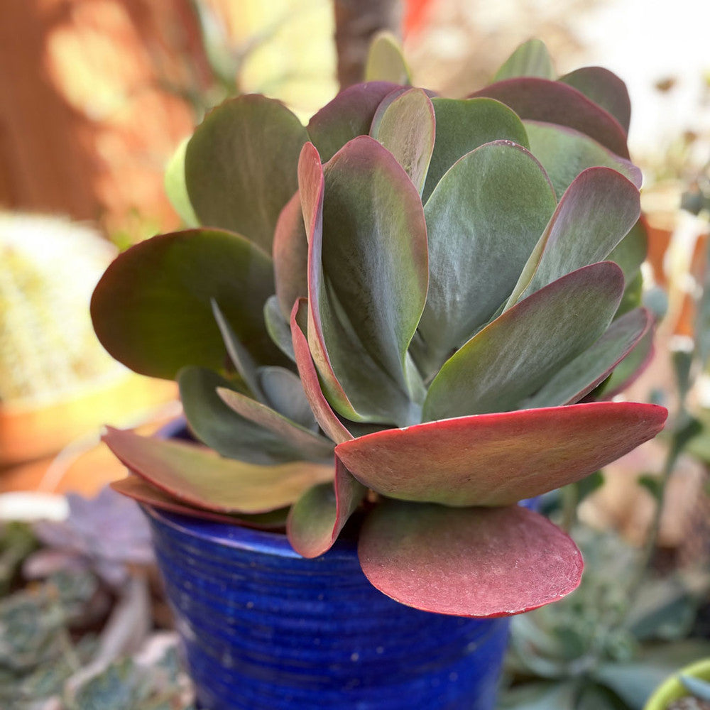 Kalanchoe luciae - Paddle Plant (Flapjacks)
