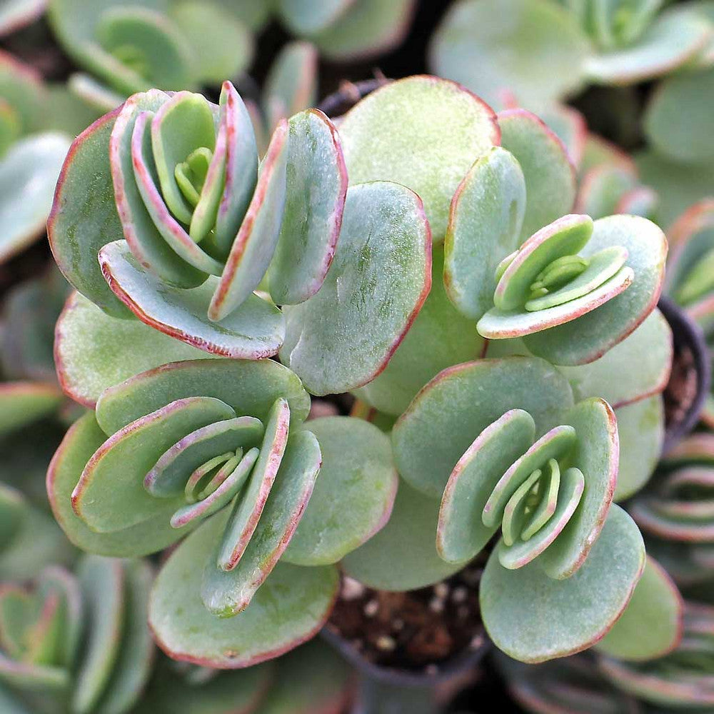 Kalanchoe marnieriana - Marnier's Kalanchoe