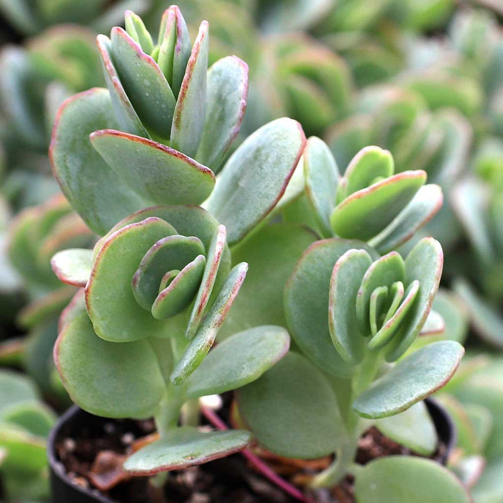 Kalanchoe marnieriana - Marnier's Kalanchoe