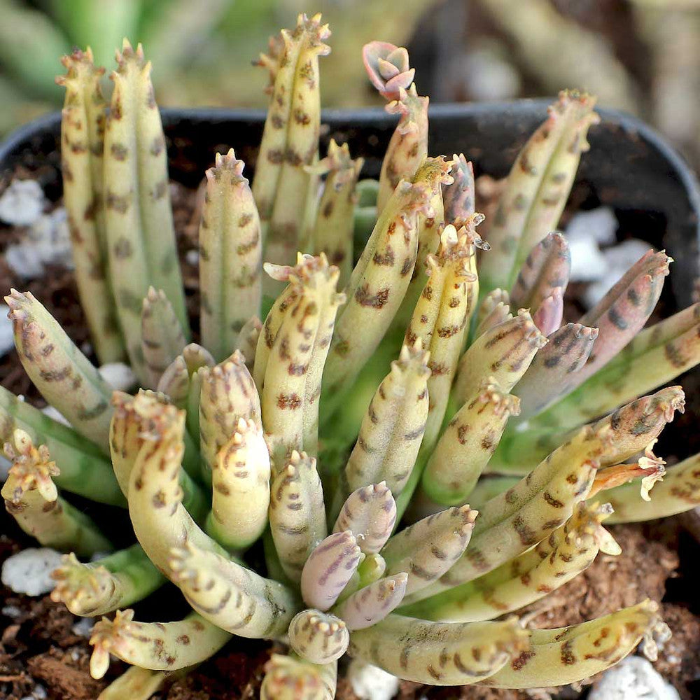 Kalanchoe delagoensis - Chandelier Plant, Mother of Millions