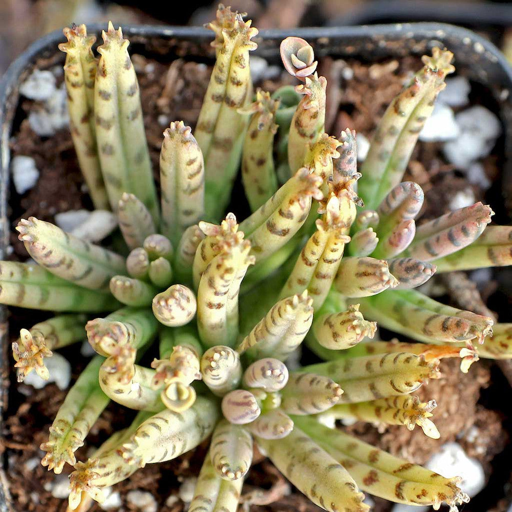Kalanchoe delagoensis - Chandelier Plant, Mother of Millions