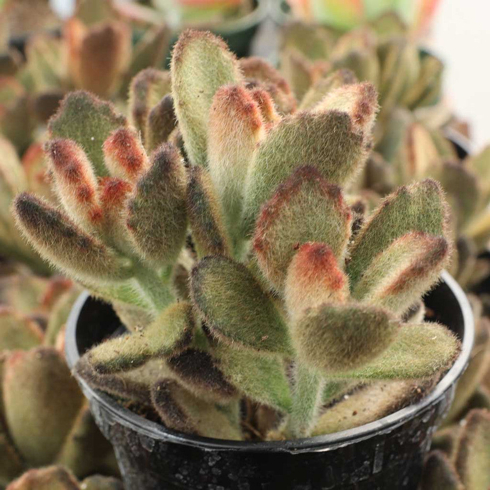 Kalanchoe tomentosa 'Teddy Bear'