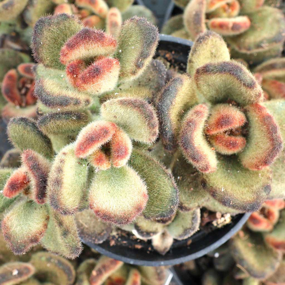 Kalanchoe tomentosa 'Teddy Bear'
