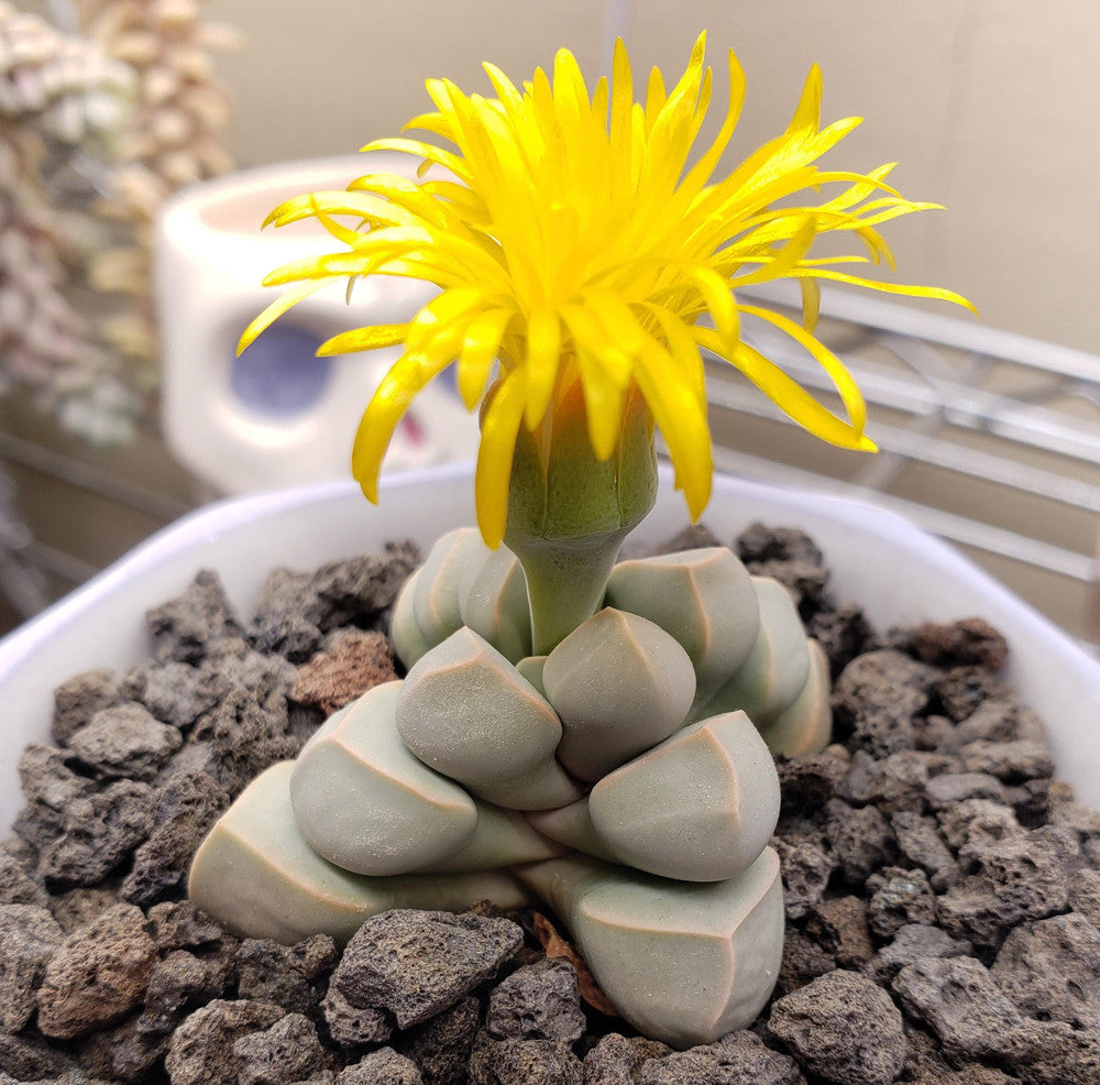 Lapidaria margaretae - Karoo Rose