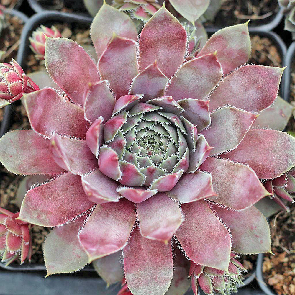 Sempervivum 'Lavender and Old Lace'