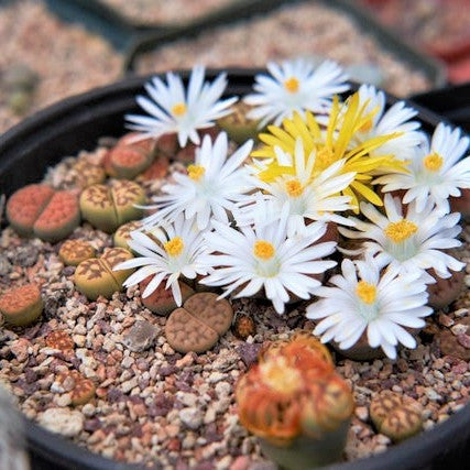Lithops - Living Stones [limited]