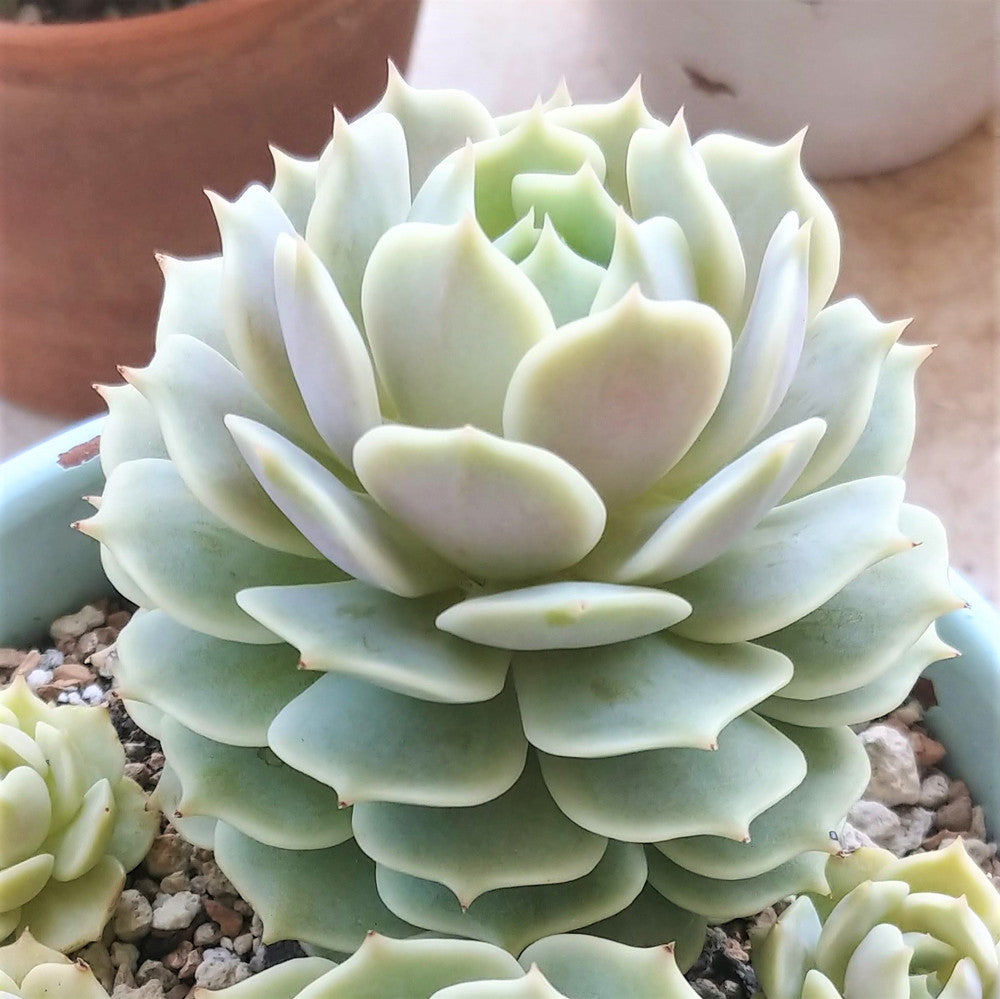 Echeveria 'Lola' [large]