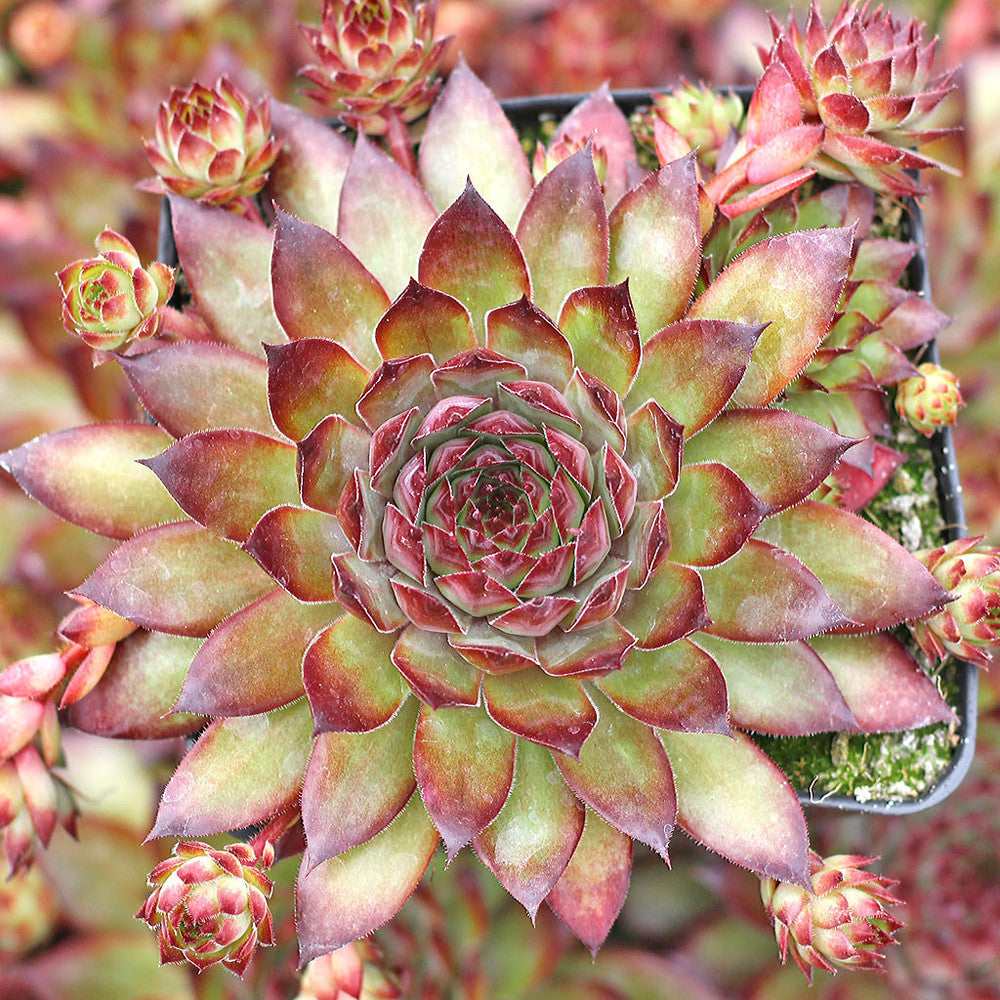 Sempervivum 'Maria Laach'