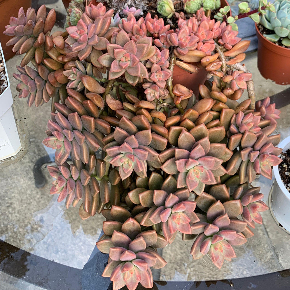 Graptosedum 'Alpenglow'