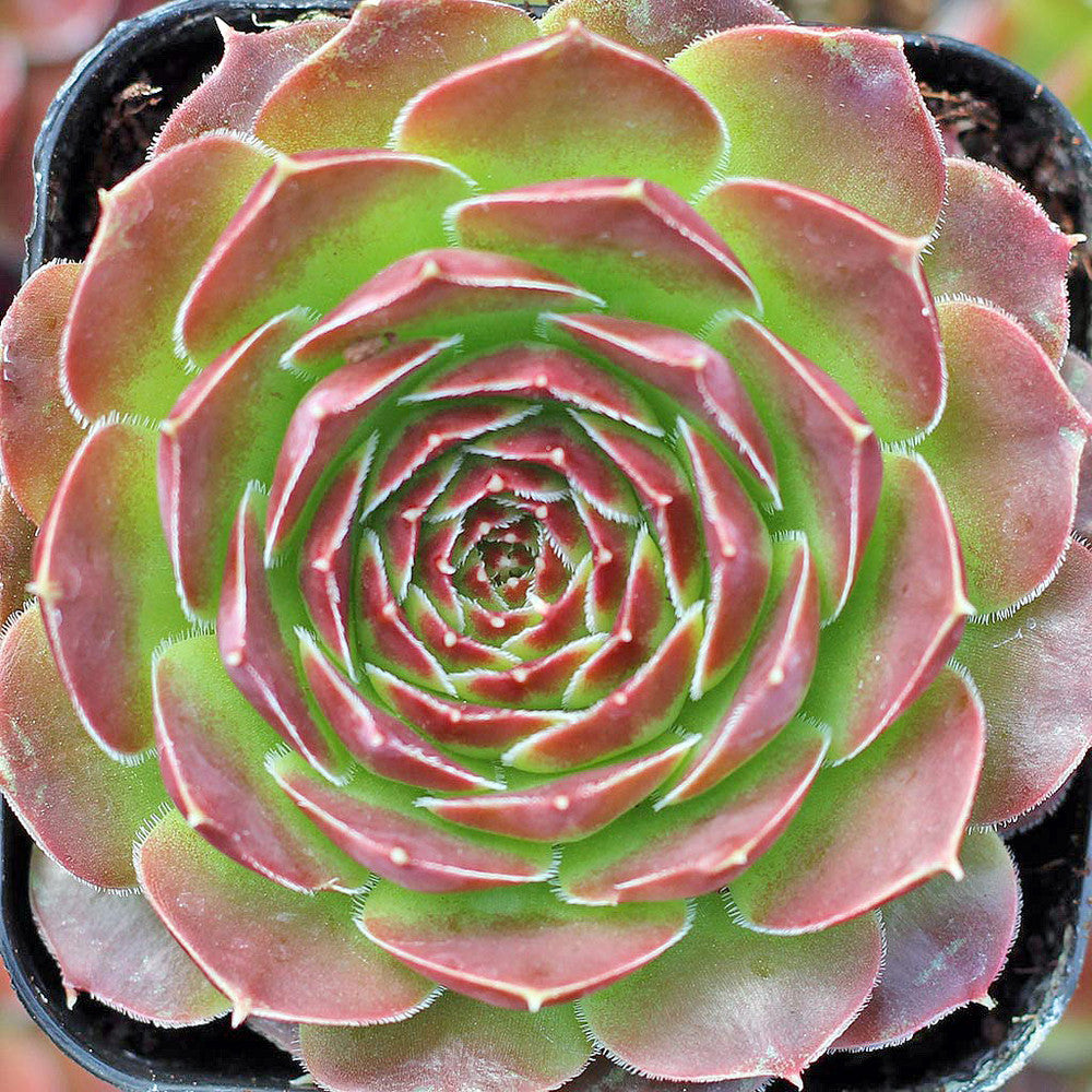 Sempervivum heuffelii 'Mystique'