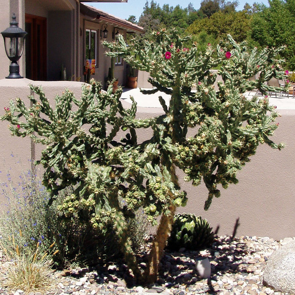 Opuntia Cylindropuntia imbricata - Devil's Rope [unrooted] [7-9"]