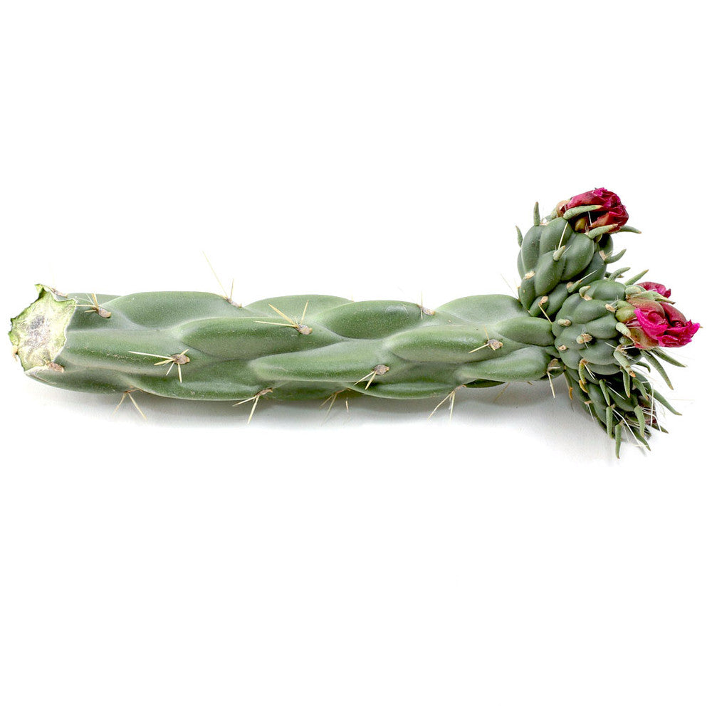 Opuntia Cylindropuntia imbricata - Devil's Rope [unrooted] [7-9"]