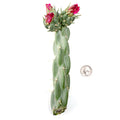 Opuntia Cylindropuntia imbricata - Devil's Rope [unrooted] [7-9"]