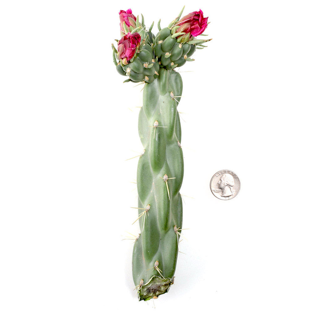 Opuntia Cylindropuntia imbricata - Devil's Rope [unrooted] [7-9"]