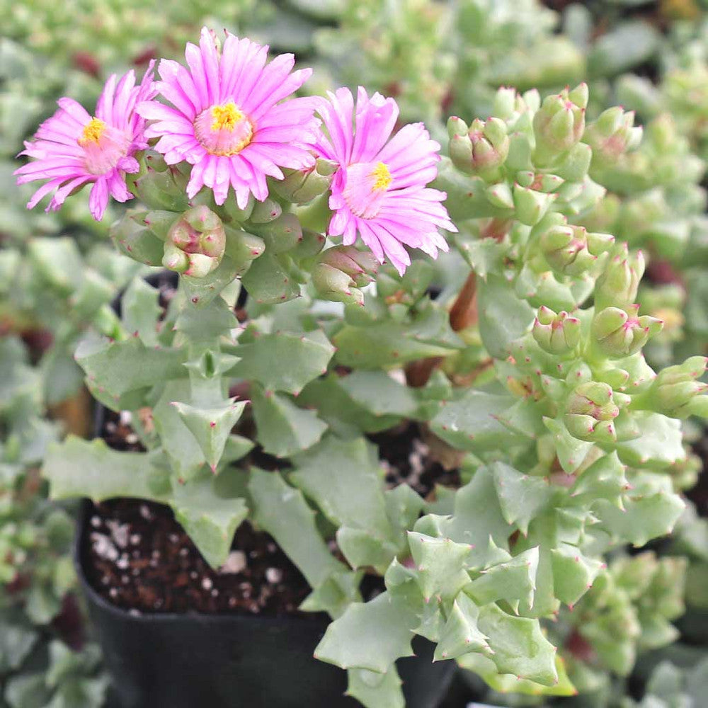 Oscularia deltoides - Pink Vygie