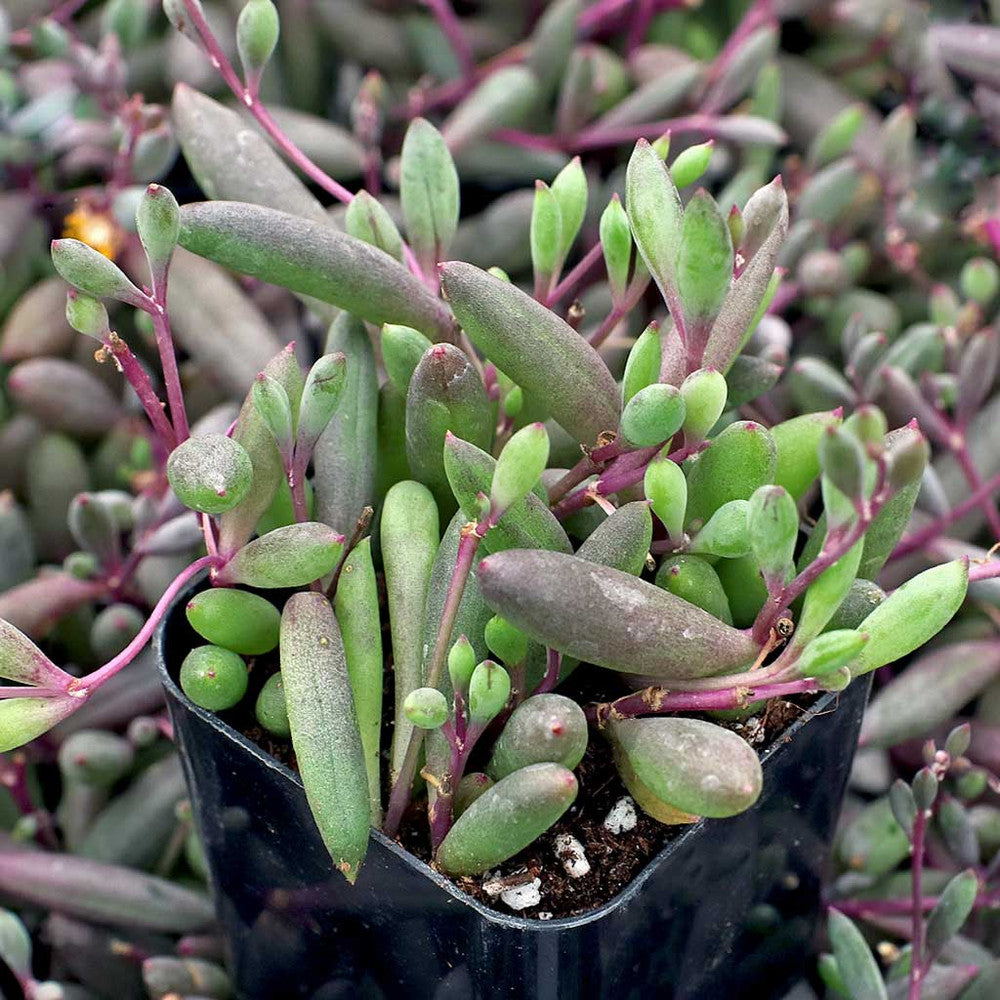 Othonna capensis 'Ruby Necklace'