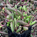 Othonna capensis 'Ruby Necklace'