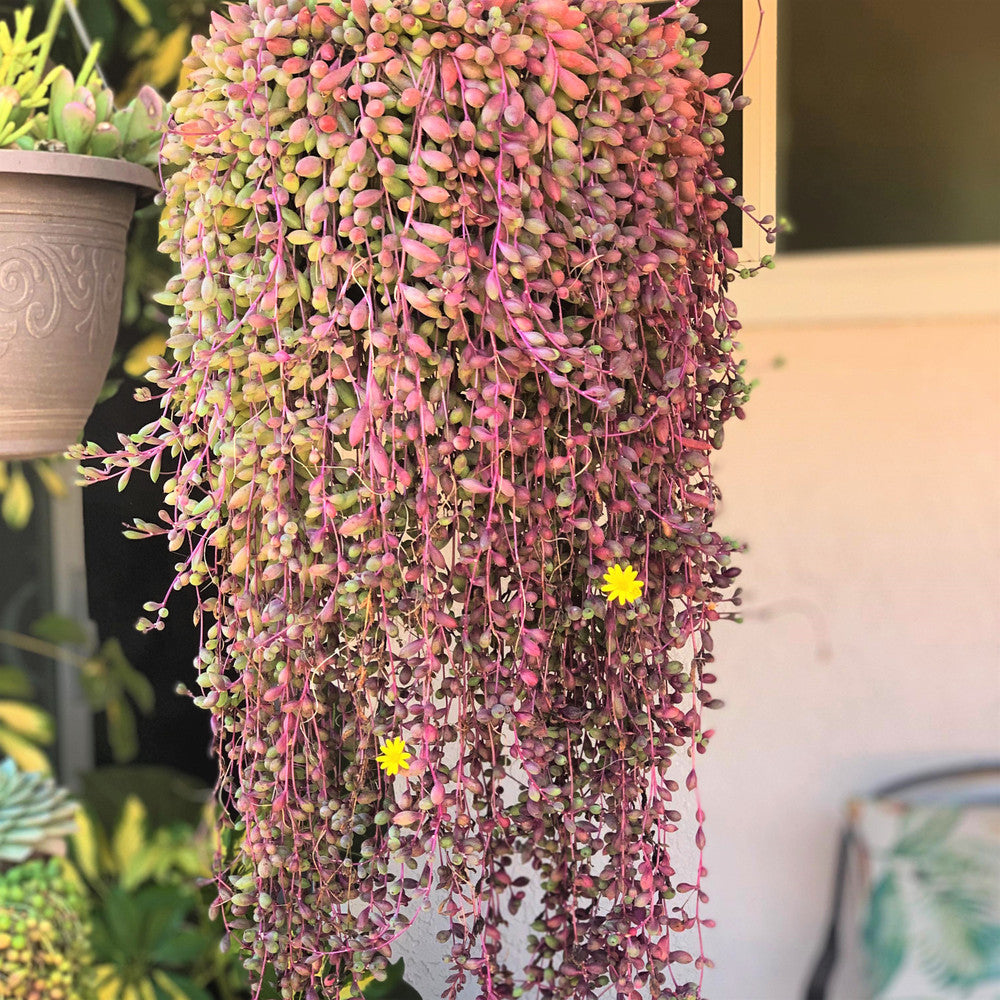 Othonna capensis 'Ruby Necklace' [large]
