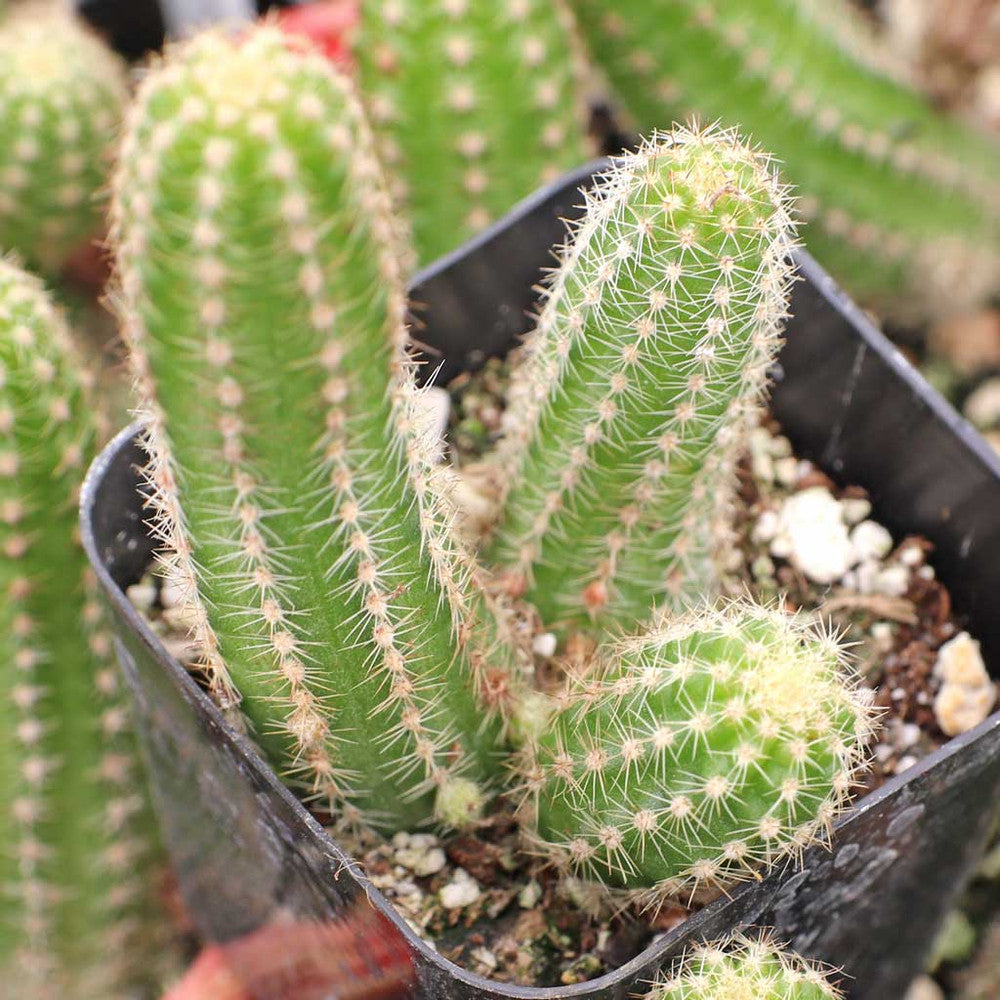 Echinopsis chamaecereus - Peanut Cactus