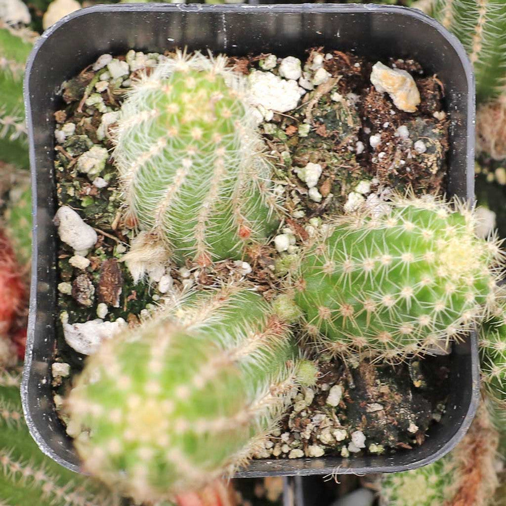Echinopsis chamaecereus - Peanut Cactus