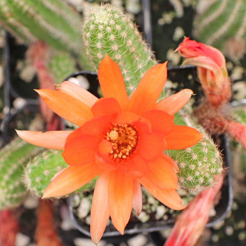 Echinopsis chamaecereus - Peanut Cactus