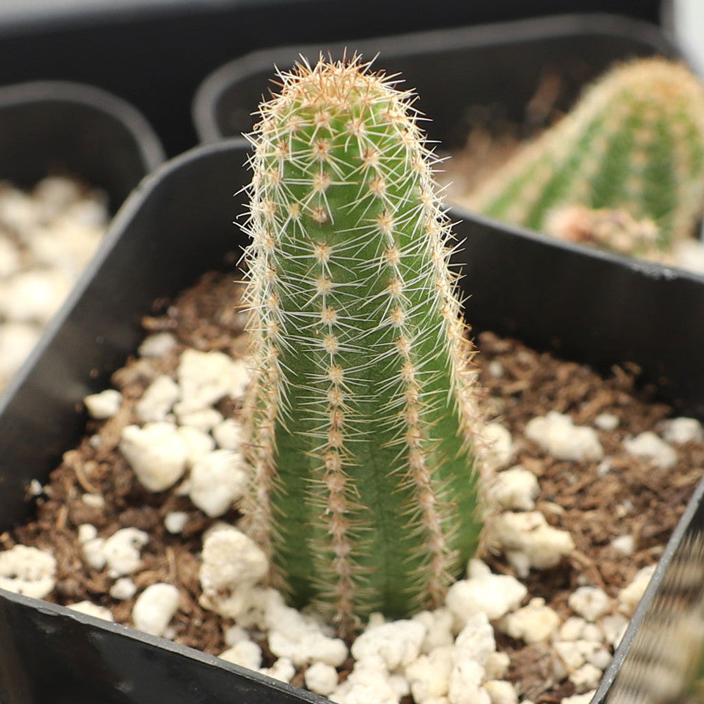 Echinopsis chamaecereus - Peanut Cactus