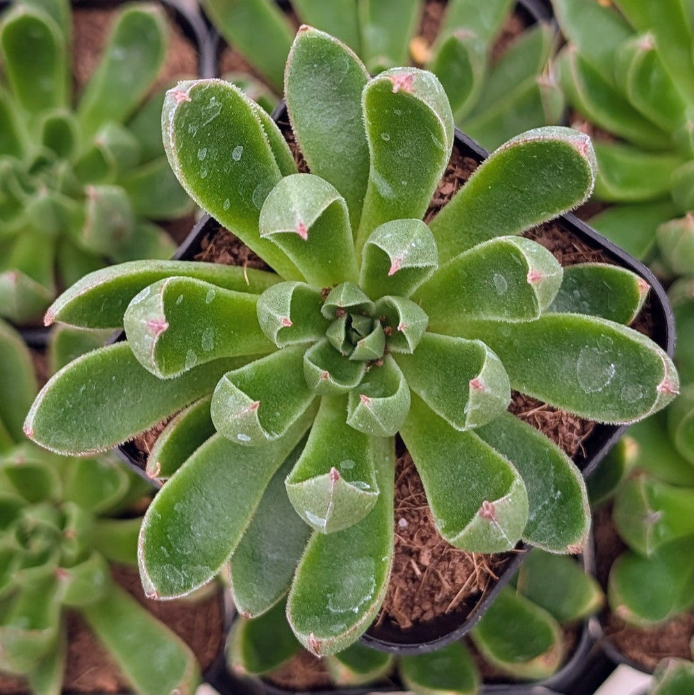 Echeveria 'Arco'