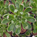Echeveria 'Arco'