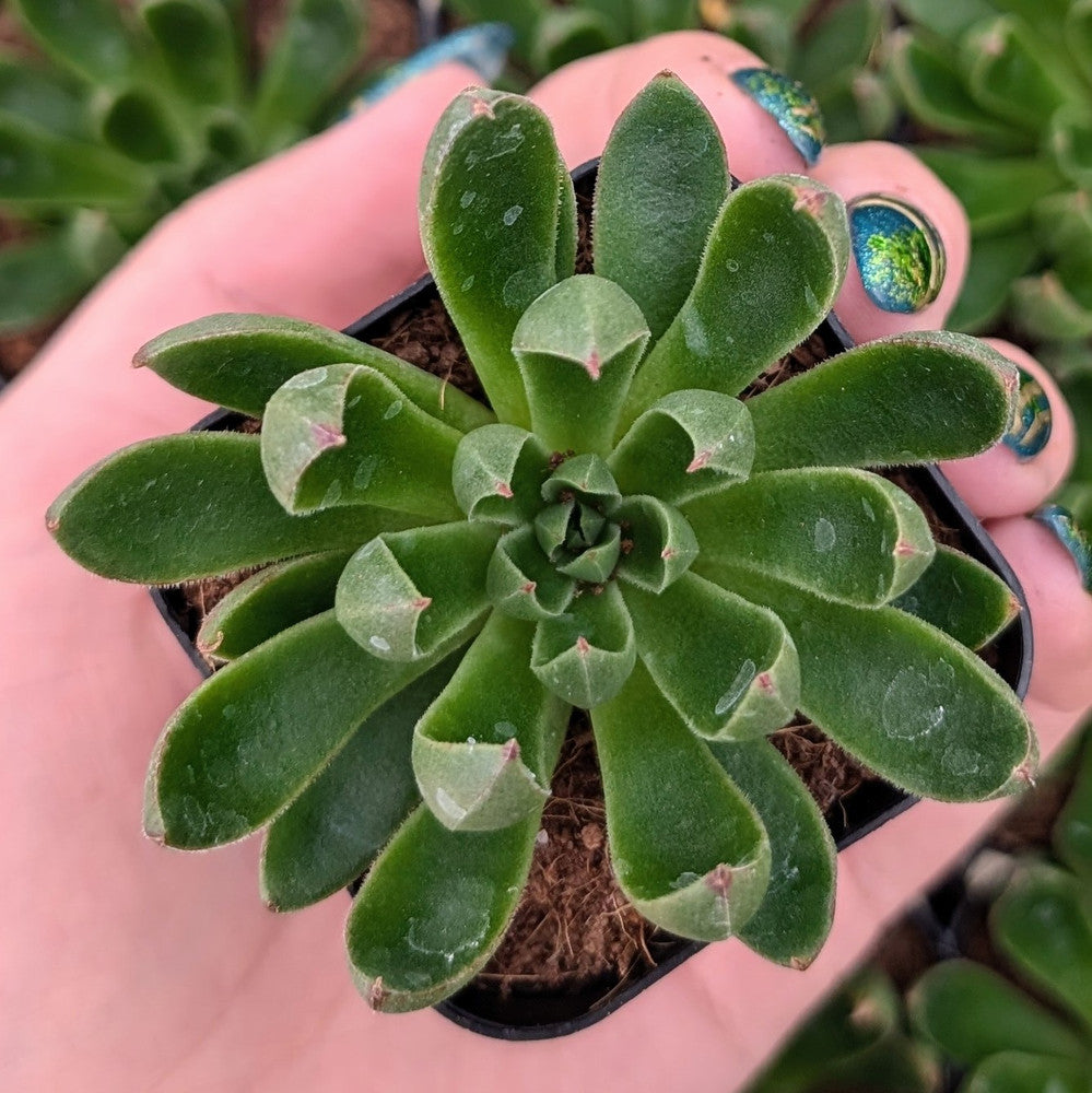 Echeveria 'Arco'