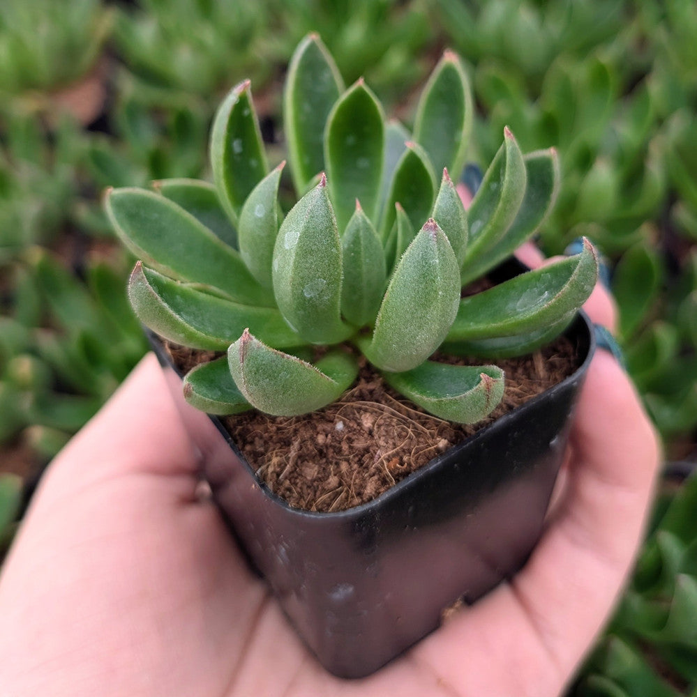 Echeveria 'Arco'