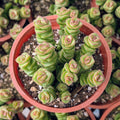 Crassula 'Jade  Necklace' [large]