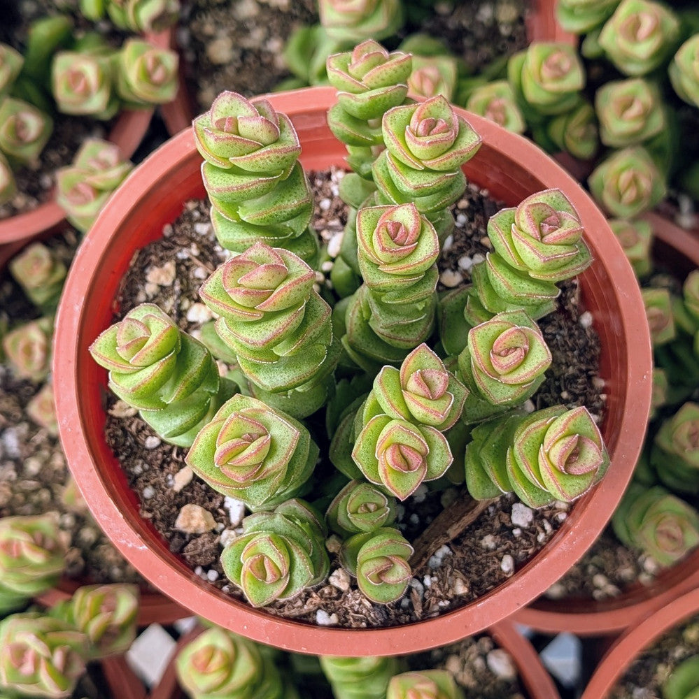 Crassula 'Jade  Necklace' [large]
