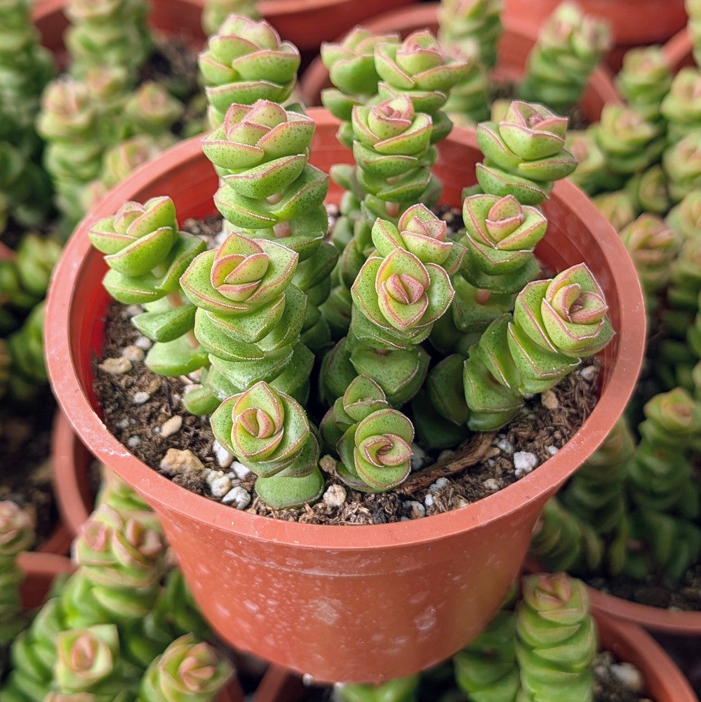 Crassula 'Jade  Necklace' [large]