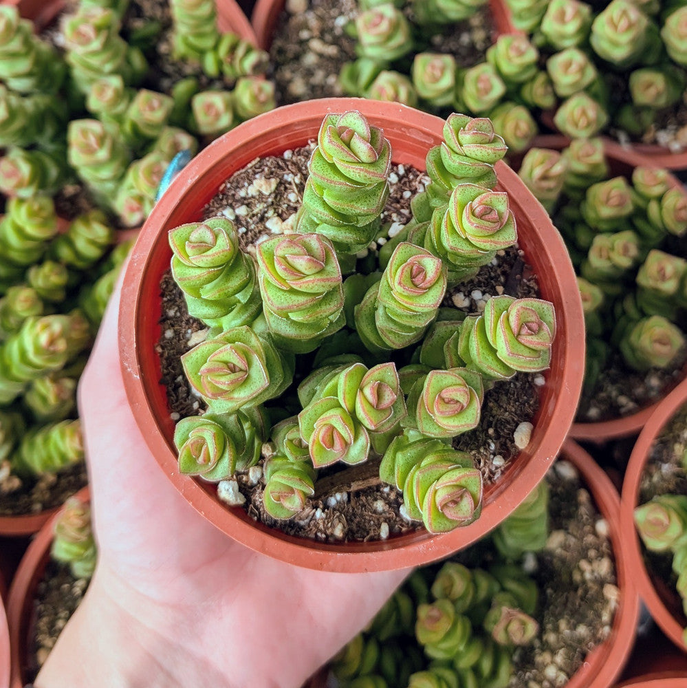 Crassula 'Jade  Necklace' [large]