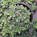 Sedum Sunsparkler® 'Sapphire Tuffet' [large]