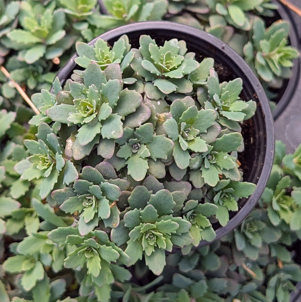 Sedum Sunsparkler® 'Sapphire Tuffet' [large]