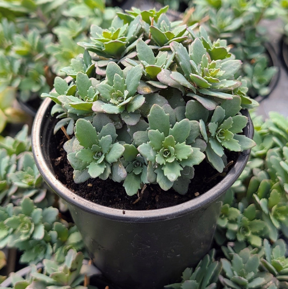 Sedum Sunsparkler® 'Sapphire Tuffet' [large]