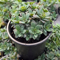 Sedum Sunsparkler® 'Sapphire Tuffet'