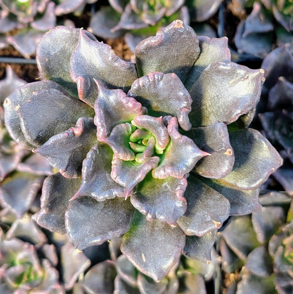 Echeveria 'Black Madiba'