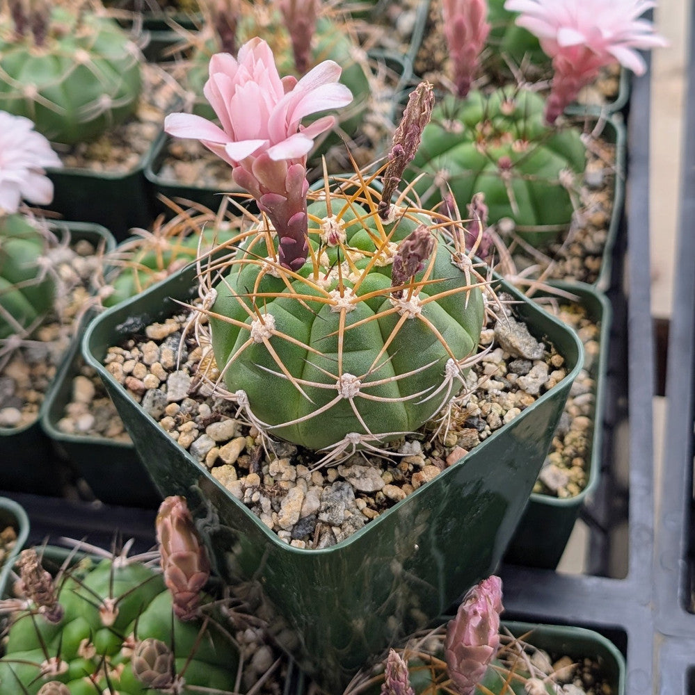 Gymnocalycium chiquitanum - Chin Cactus [large]