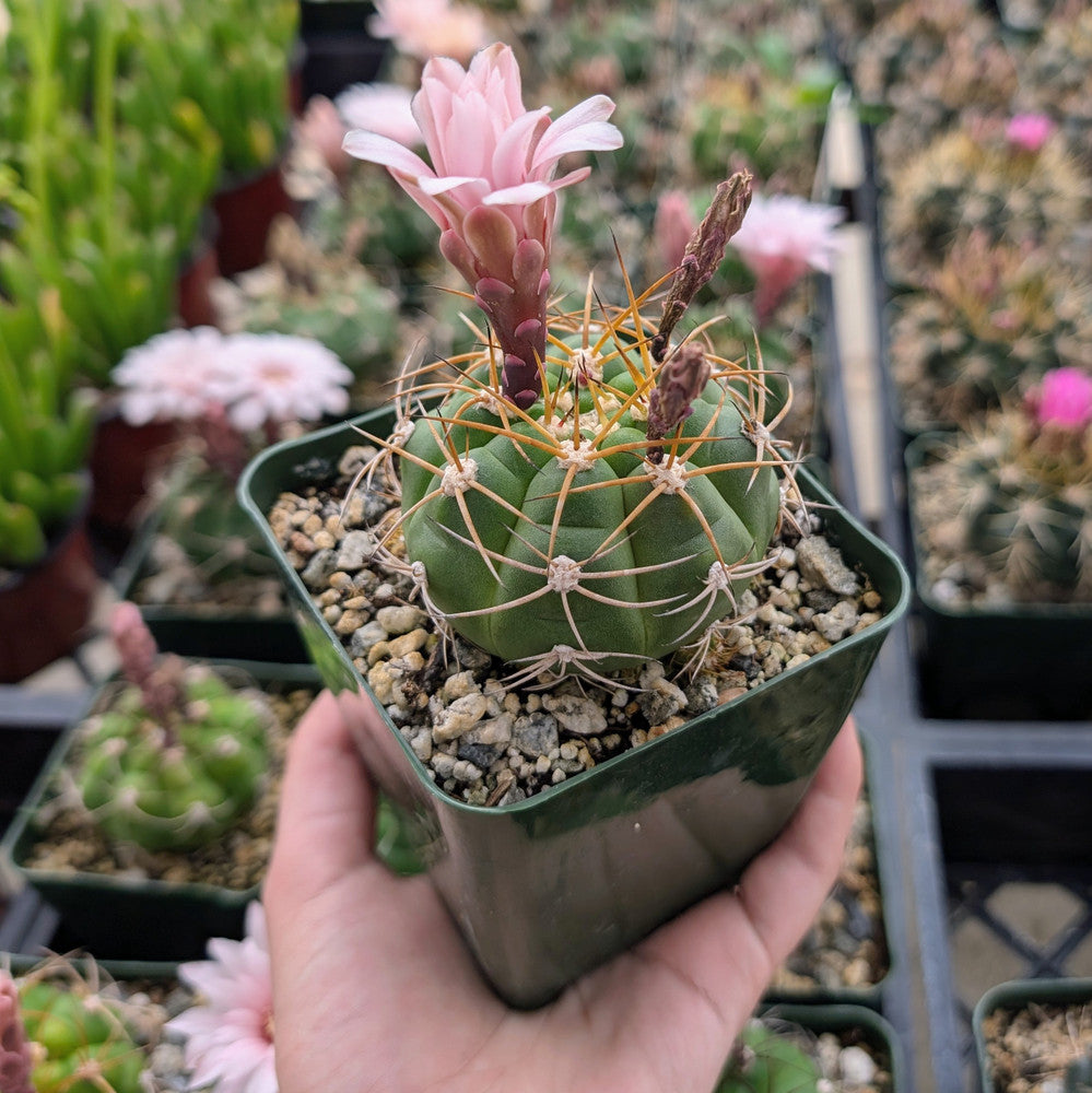 Gymnocalycium chiquitanum - Chin Cactus [large]