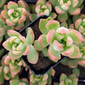 Sedum adolphii - Golden Sedum